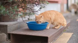 Ilustrasi kucing. (Dok Reasense)