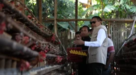 Wali Kota dan Wakil Wali Kota Malang kunjungi lahan pertanian cabai dan peternakan ayam petelur di Kelurahan Wonokoyo, Kecamatan Kedungkandang. (Ist)