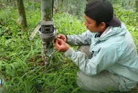 Seorang anggota tim ekspedisi memasang kamera trap di batang pohon dalam hutan kawasan Raung-Ijen, Banyuwangi, untuk merekam aktivitas satwa liar sebagai bagian dari upaya konservasi dan pemantauan keanekaragaman hayati. (Foto: BBKSDA Jatim/SINTAS Indonesia)

