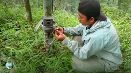 Seorang anggota tim ekspedisi memasang kamera trap di batang pohon dalam hutan kawasan Raung-Ijen, Banyuwangi, untuk merekam aktivitas satwa liar sebagai bagian dari upaya konservasi dan pemantauan keanekaragaman hayati. (Foto: BBKSDA Jatim/SINTAS Indonesia)

